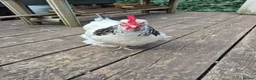 Chickens poultry for sale: White Sussex hens for sale - Advert 4