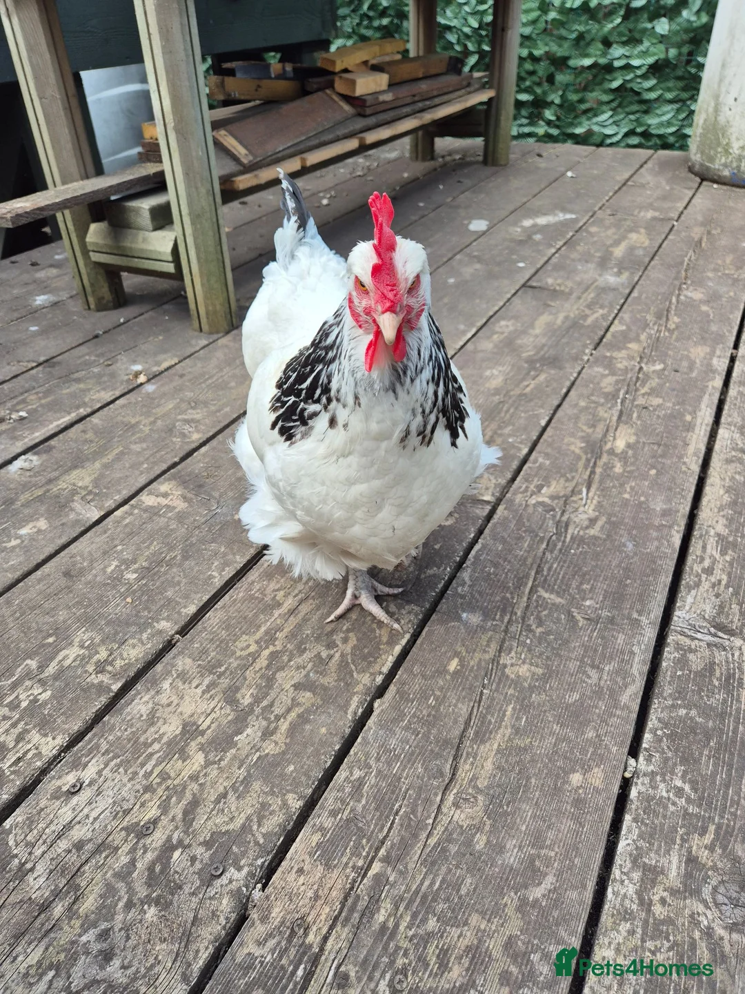 Chickens poultry for sale: White Sussex hens for sale - Advert 4
