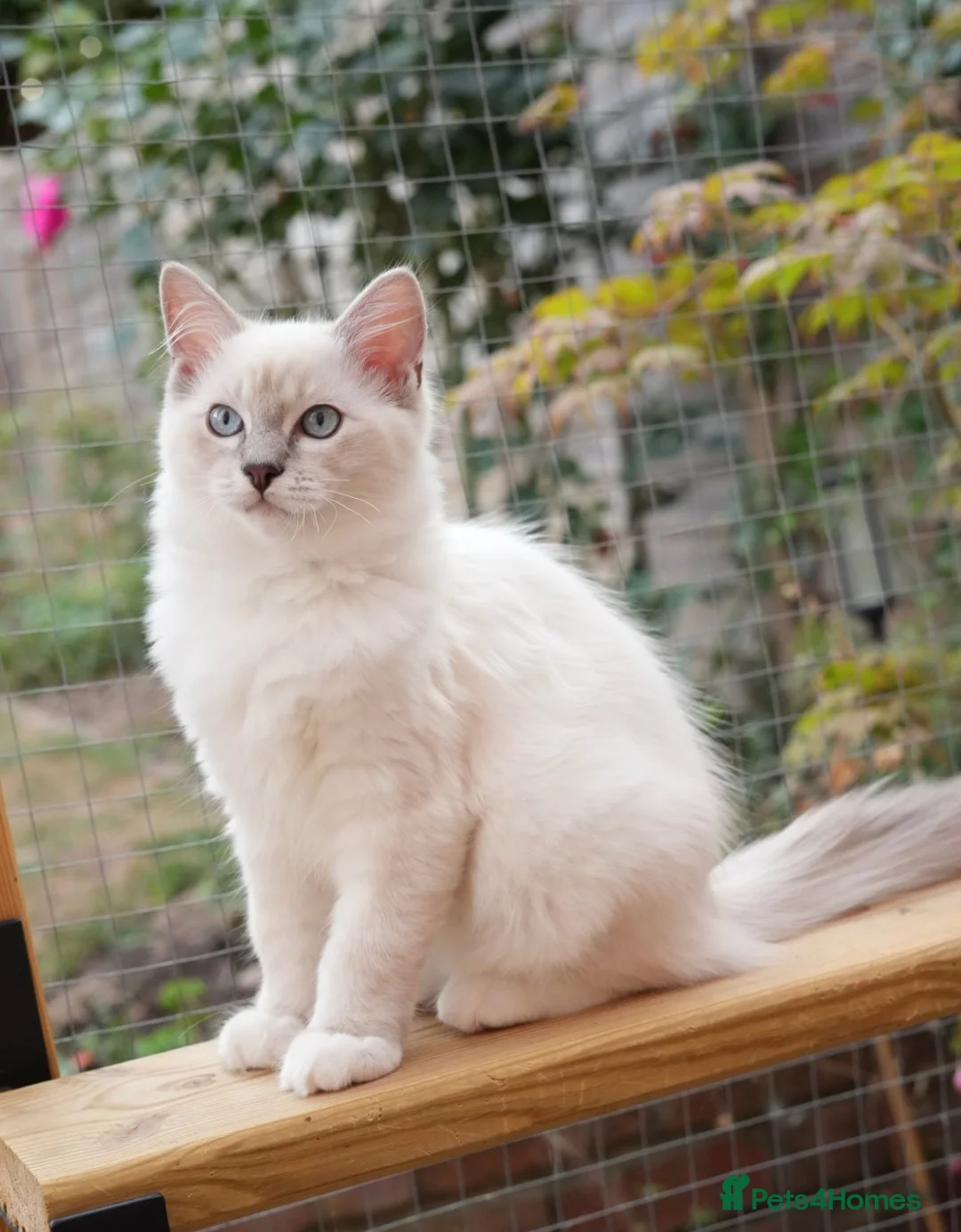 Ragdoll cats for sale: GCCF Registered Ragdoll kittens- 2 neutered boys - Advert 34