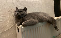 British Shorthair cats for sale: Pedigree British Shorthair  - Image 2