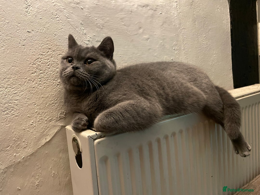 British Shorthair cats for sale: Pedigree British Shorthair  - Image 2