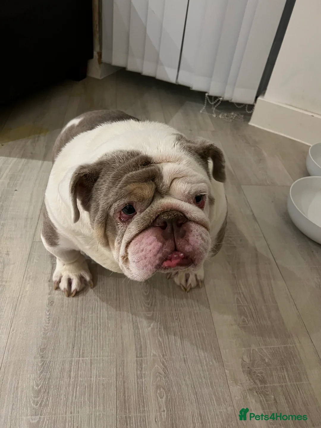 English Bulldog dogs for sale: Bruno - Advert 10