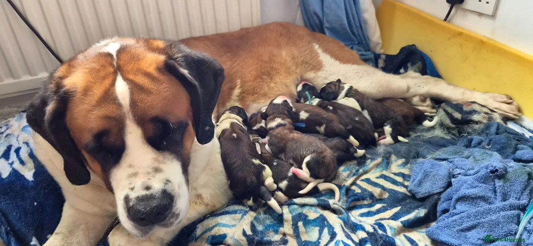 Saint Bernard dogs for sale: Baby bears - Advert 2