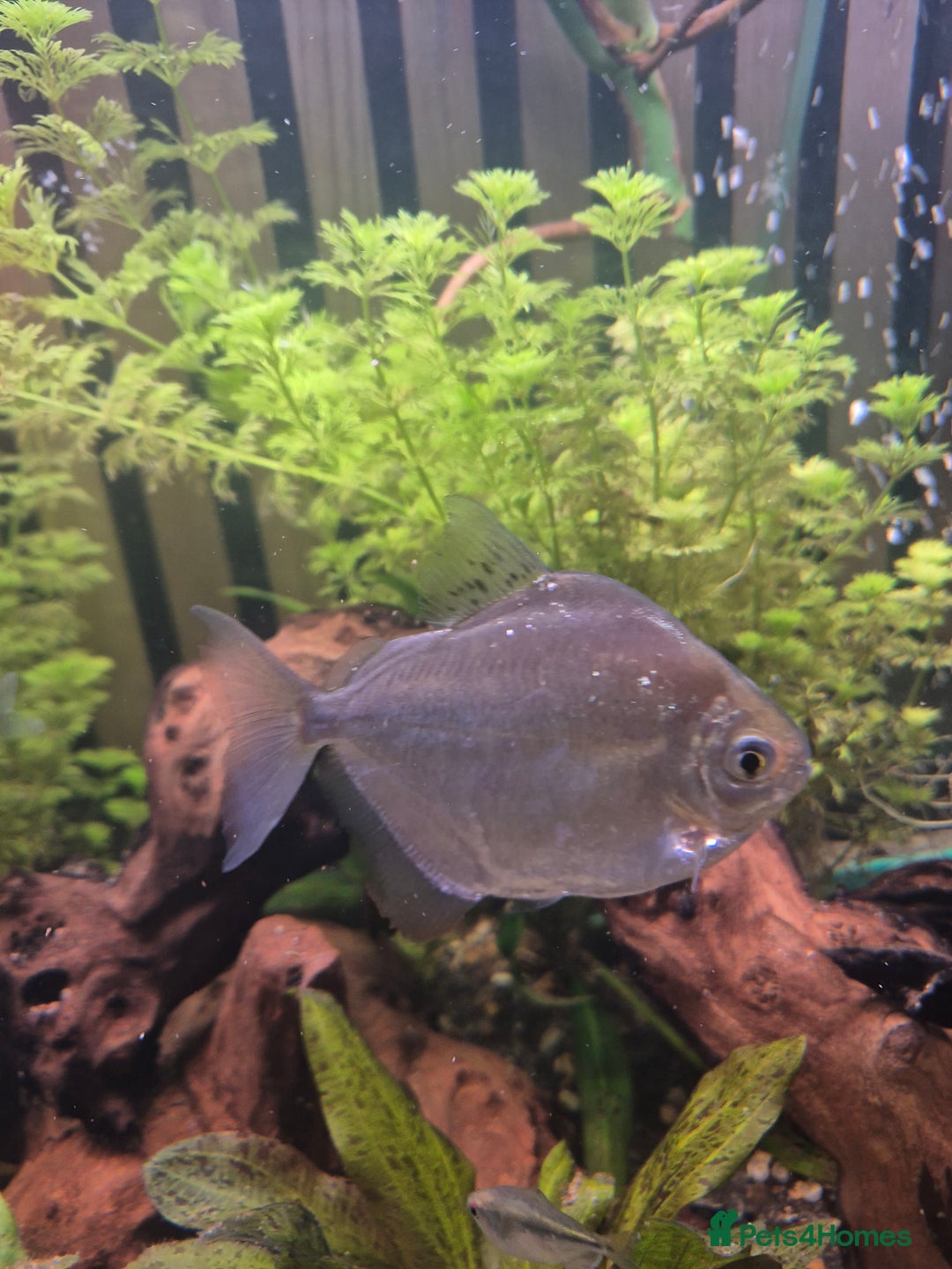 Tetras fish for sale: Silver dolla  - Advert 1