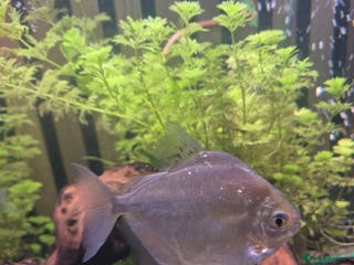 Tetras fish Silver dolla - Advert 2