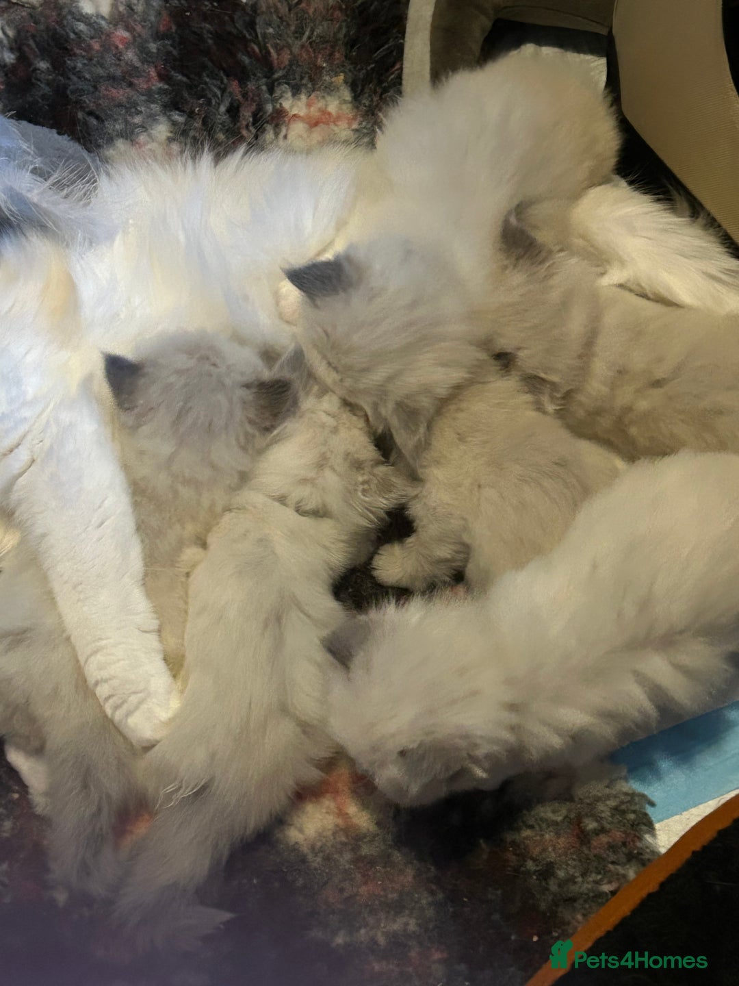 Persian cats for sale: Persian x ragdoll  - Image 2