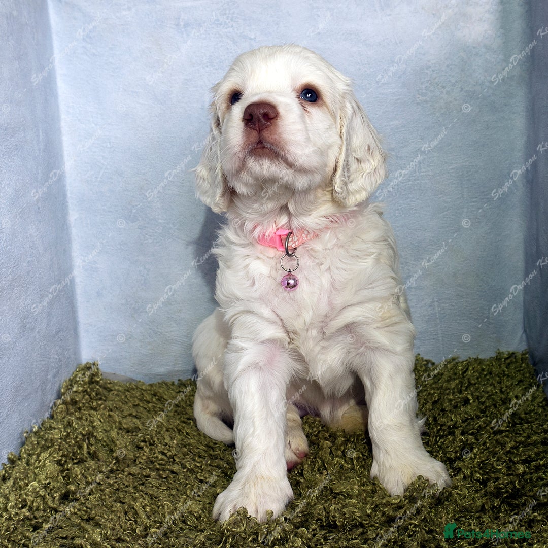 Clumber Spaniel dogs for sale: Pedigree KC Clumber Spaniel Puppies - Advert 10