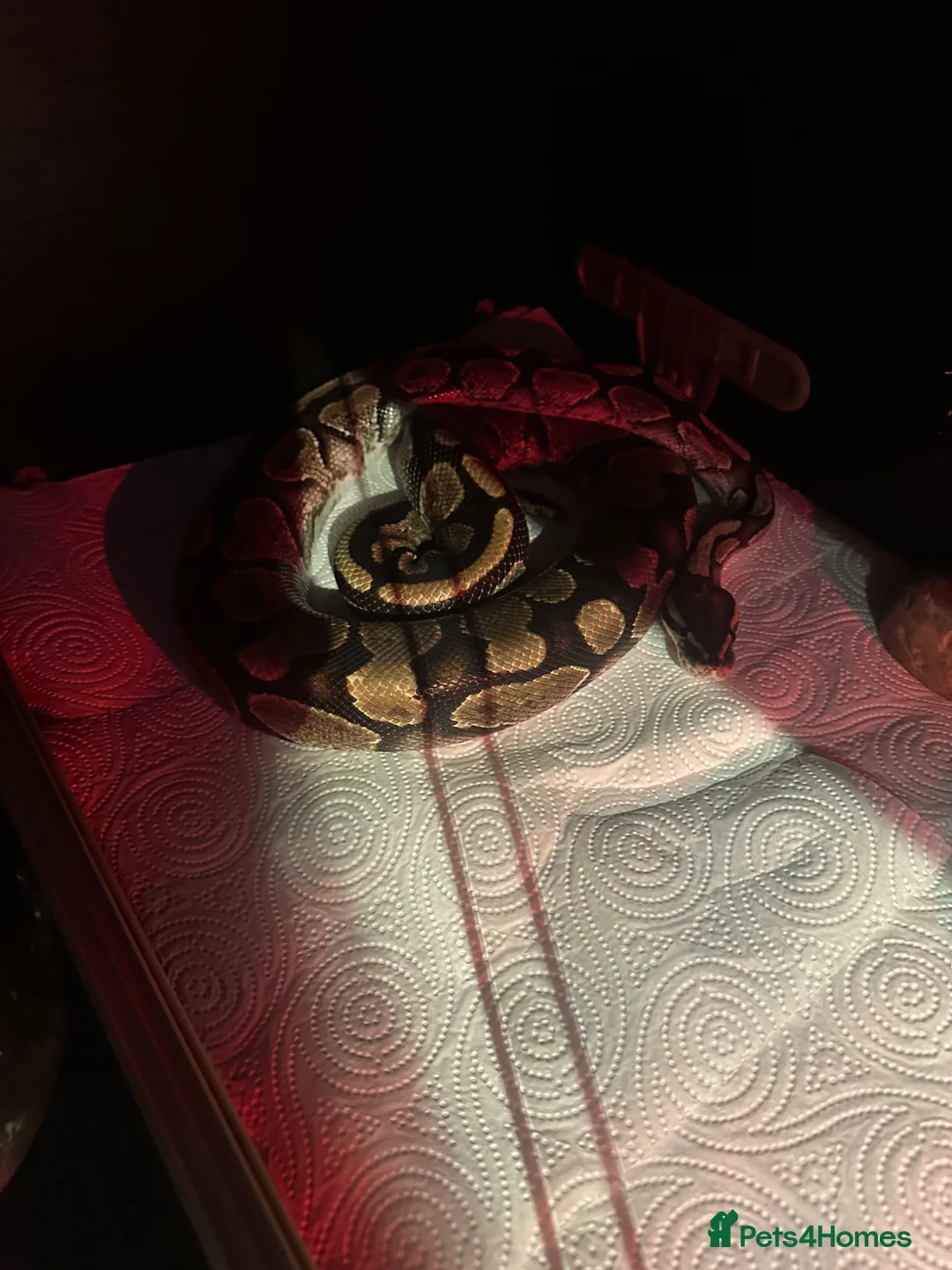 Python Snake reptiles for sale: Ball Python & vivarium set up - Advert 2