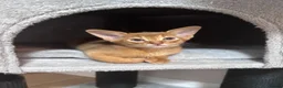 Somali cats for sale: Somali kittens available 😻 in Lincoln - Advert 16