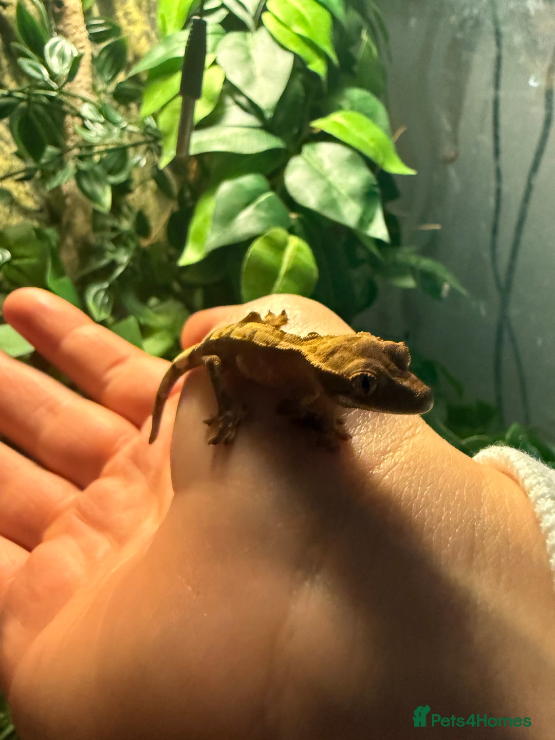 Gecko reptiles for sale: Cresked geckos  - Image 2