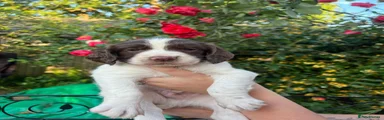 Male English Springer Spaniel 5