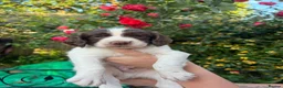 English Springer Spaniel dogs for sale: KC Reg Springer Spaniel Puppies - Horsham in Horsham - Advert 16