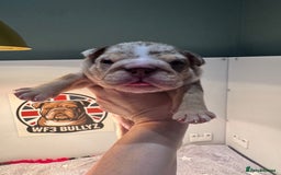 English Bulldog dogs for sale: English bulldog puppies - Image 9