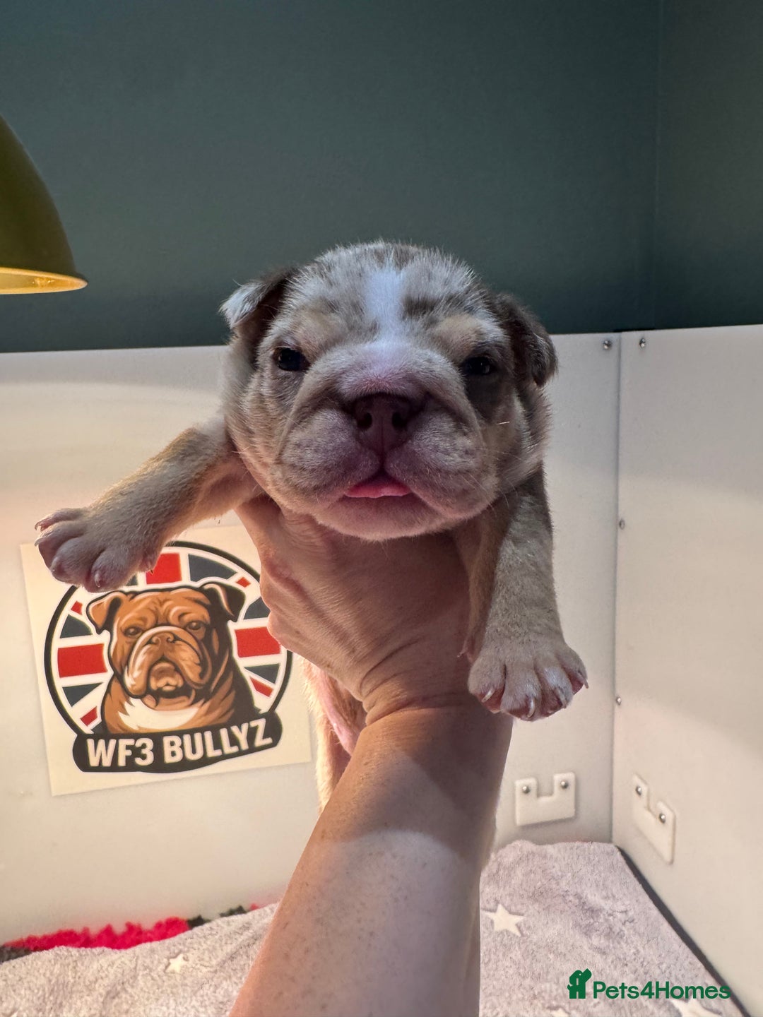 English Bulldog dogs for sale: English bulldog puppies - Image 9