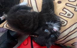 Mixed Breed cats for sale: Three long hair one short tuxedo kittens - Image 11