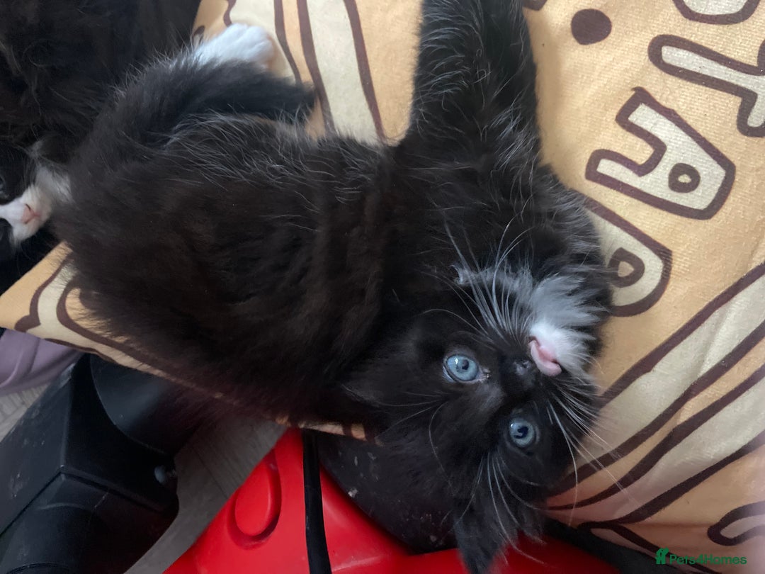 Mixed Breed cats for sale: Three long hair one short tuxedo kittens - Image 11