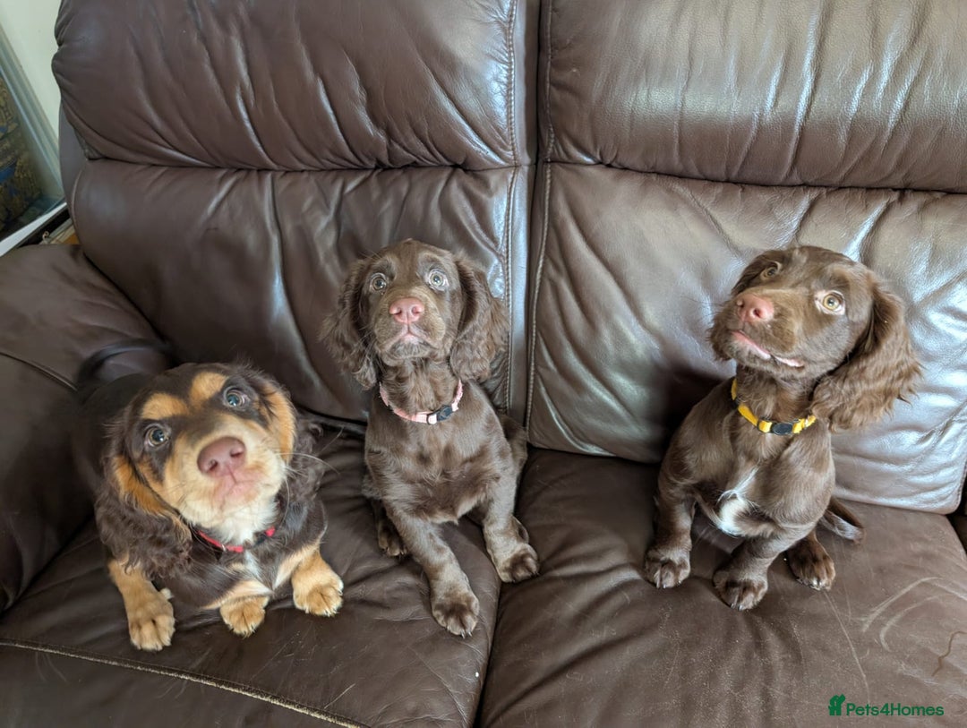 Cocker Spaniel dogs for sale: 3 Girls Looking For Loving Homes - Image 1