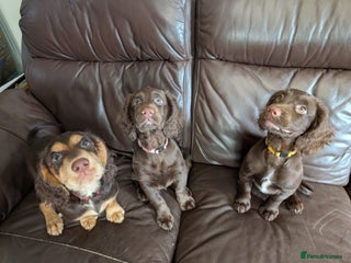 Cocker Spaniel dogs - Advert 34