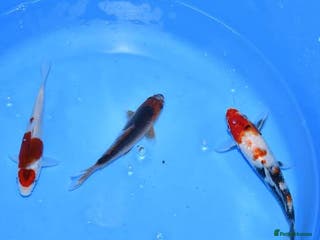 Koi Carp fish 3 x koi carp - Advert 4