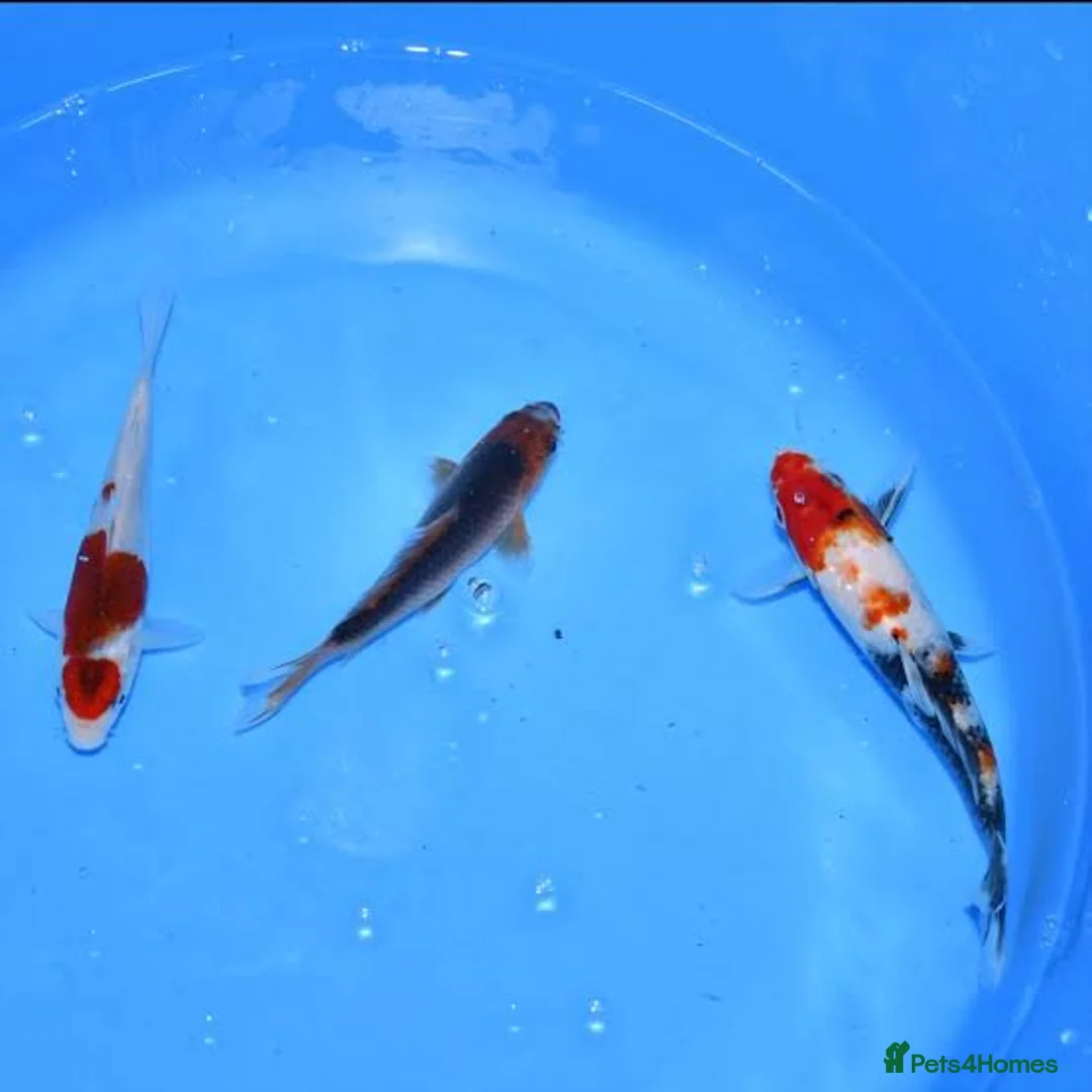 Koi Carp fish for sale: 3 x koi carp - Advert 1
