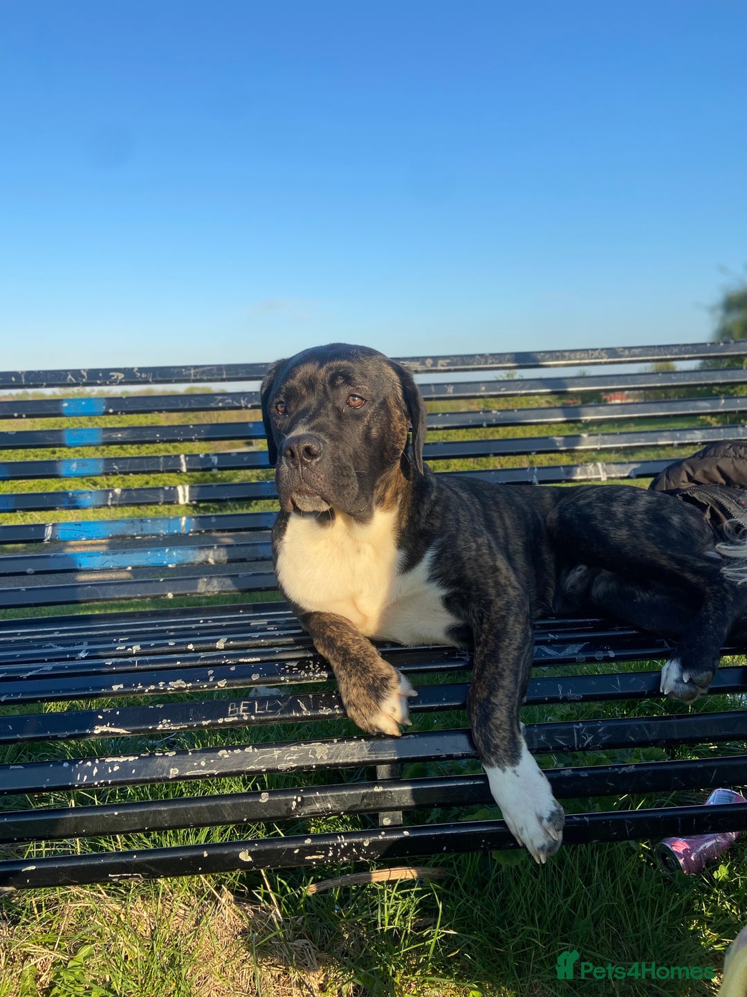 Cane Corso dogs for sale: Bronson - Image 1