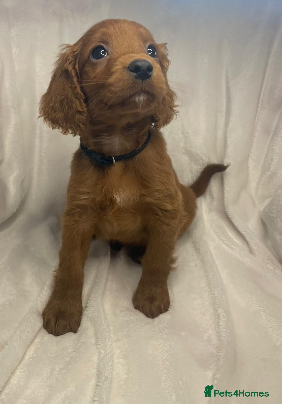 Cockapoo dogs ❤️REDUCED AGAIN❤️ Red Cockapoos (Health Tested) ❤️ - Advert 1