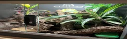 Gecko reptiles for sale: Pictus gecko breeding pair with enclosure - Advert 5