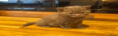 Cinnamon Shorthair Boy
