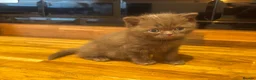 British Shorthair cats for sale: 4 beautiful healthy gorgeous chunky BSH  - Advert 8