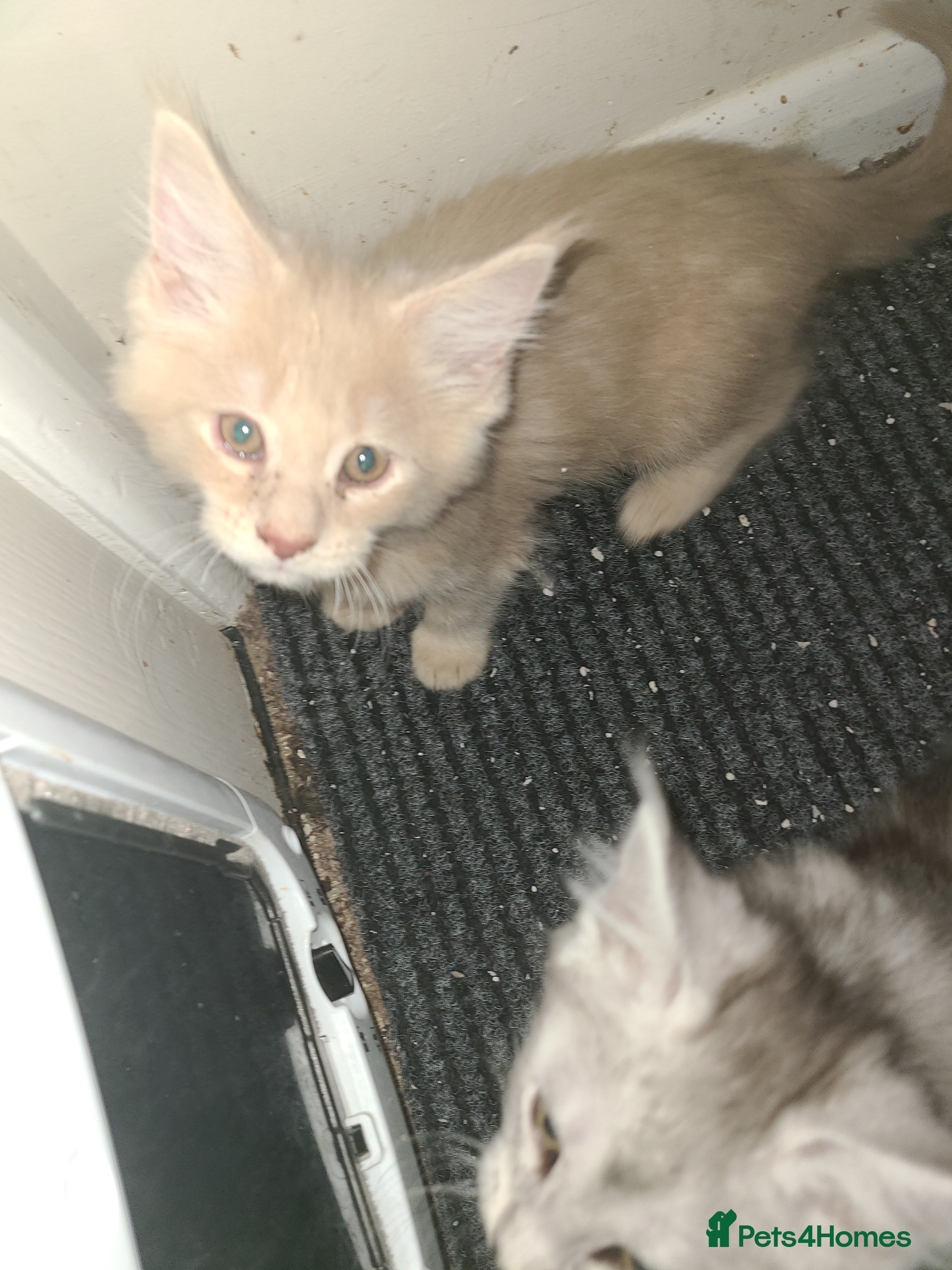 Maine Coon cats Full pedigree maine coon kittens  - Advert 2