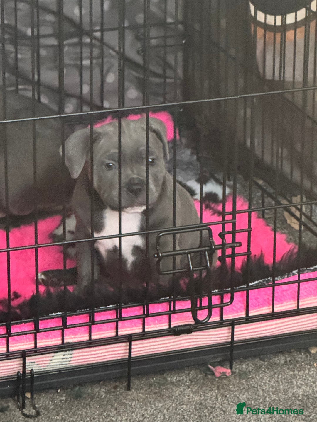 Staffordshire Bull Terrier dogs for sale: Amazing blue Staffordshire bull terrier puppies  in Stoke-on-Trent - Image 1