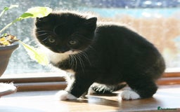 Exotic cats for sale: Exotic cross kittens - Advert 4