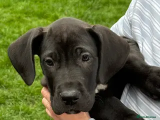 Great Dane dogs Health Tested 1 male left Great Dane pups - Advert 1