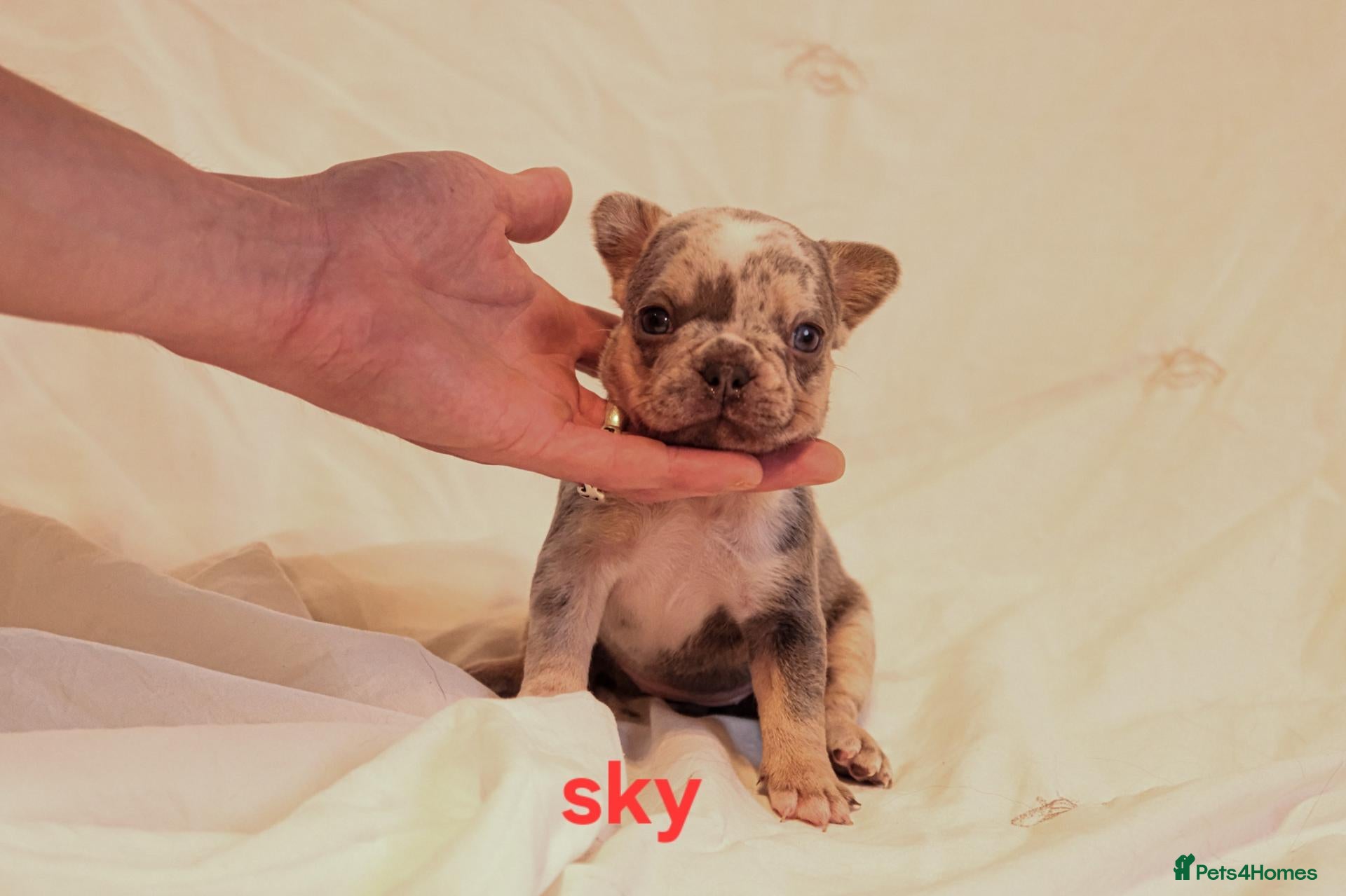French Bulldog dogs Gorgeous French Bulldog puppies. - Advert 18