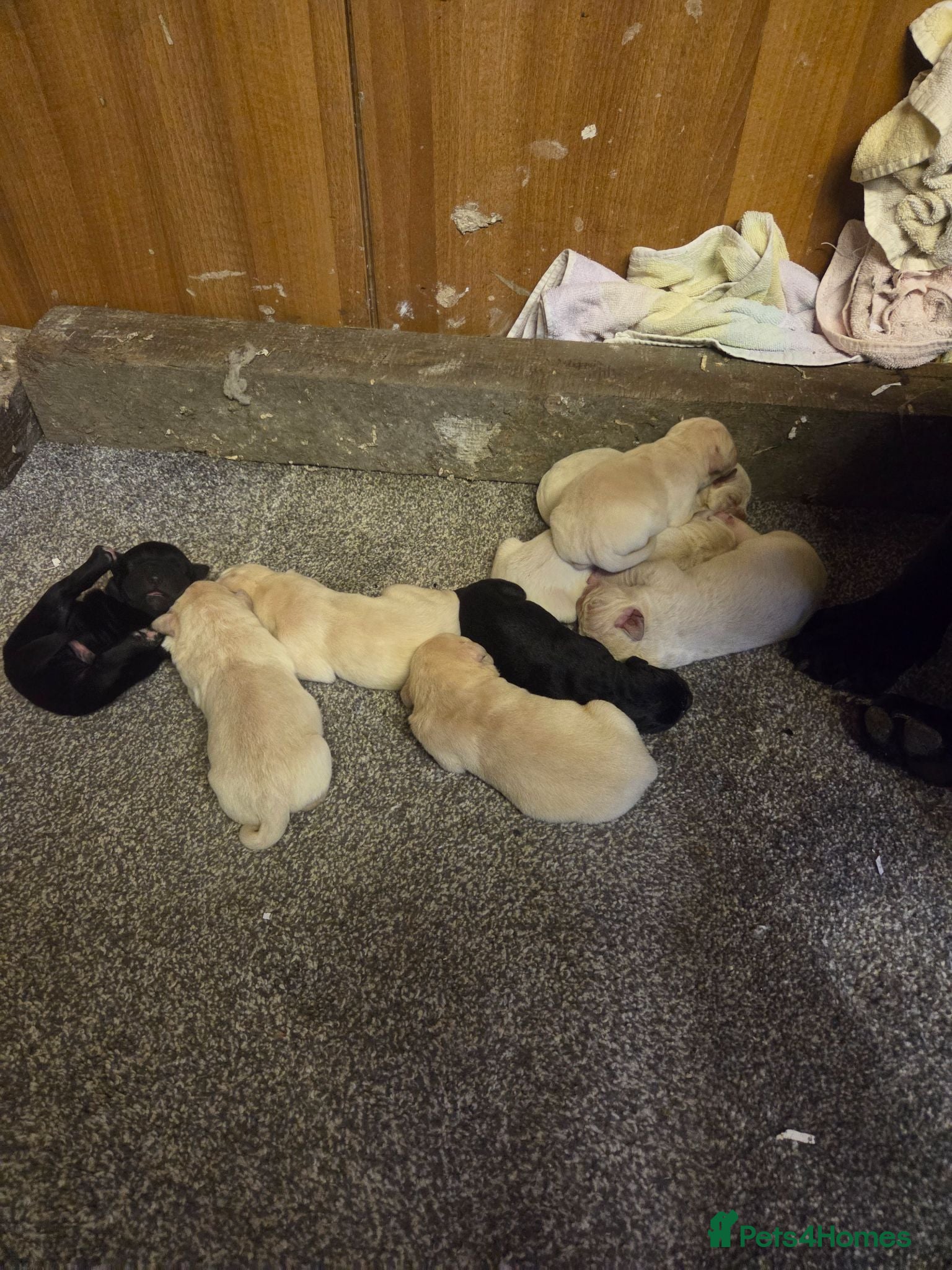 Cane Corso dogs Straw Cane Corso Pups - Advert 14