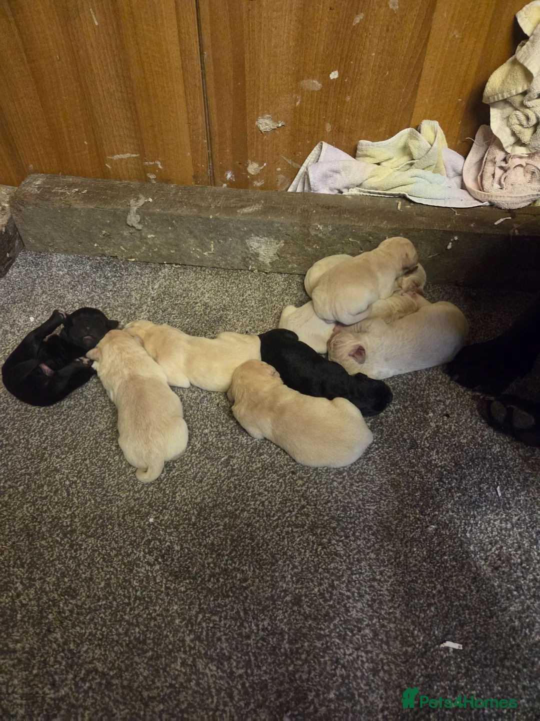 Cane Corso dogs for sale: Straw Cane Corso Pups - Advert 1