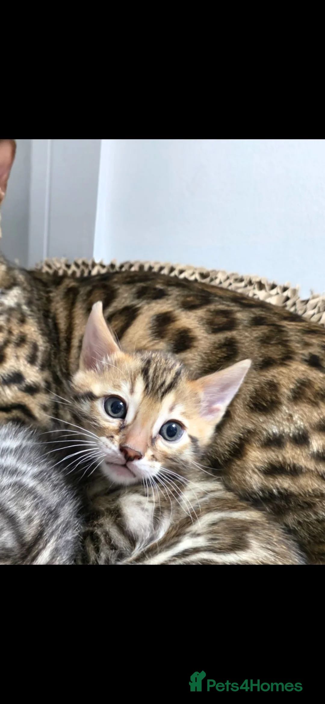 Bengal cats for sale: Female kitten - Advert 2