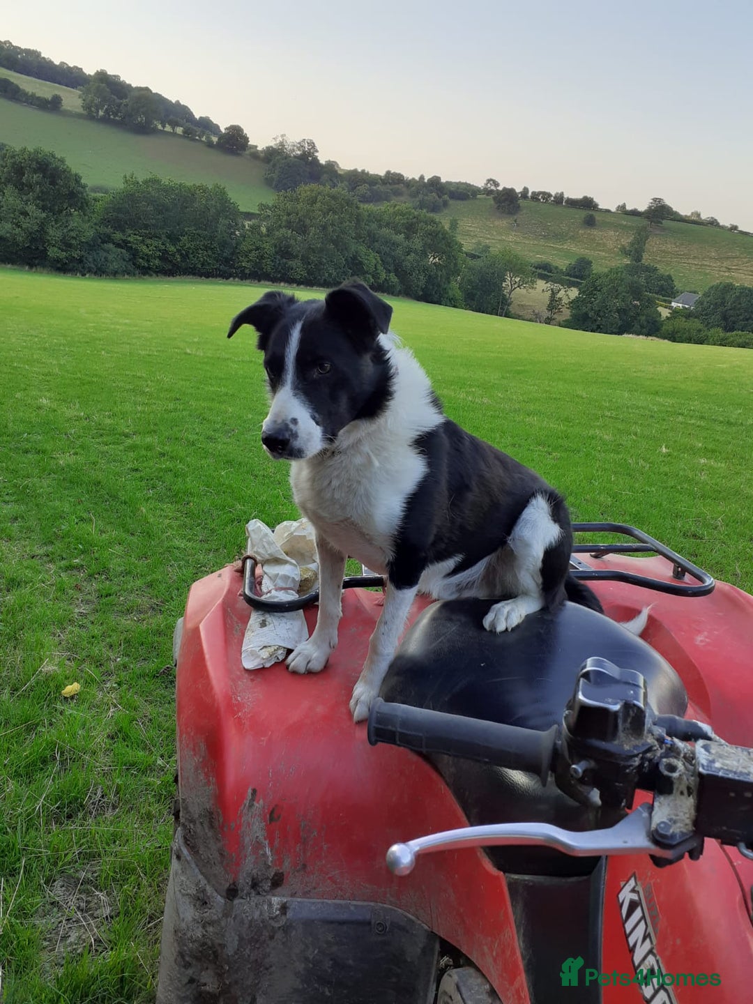 Border Collie dogs for sale: Two Beautiful Border Collie Puppies - Image 4