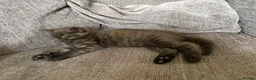 British Shorthair cats for sale: Beautiful male kitten - Advert 6
