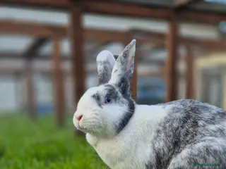 Dwarf Lop rabbits Millie Vaccinated and Spayed (29th Jan) - Advert 4