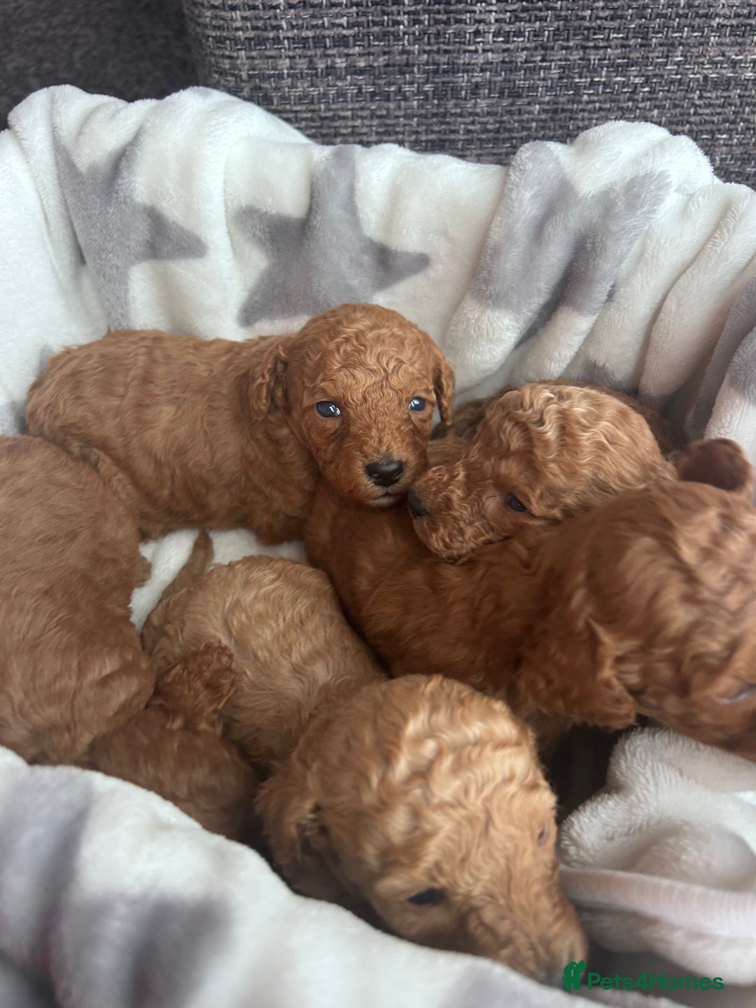 Miniature Poodle dogs for sale: Miniature poodles - Advert 8