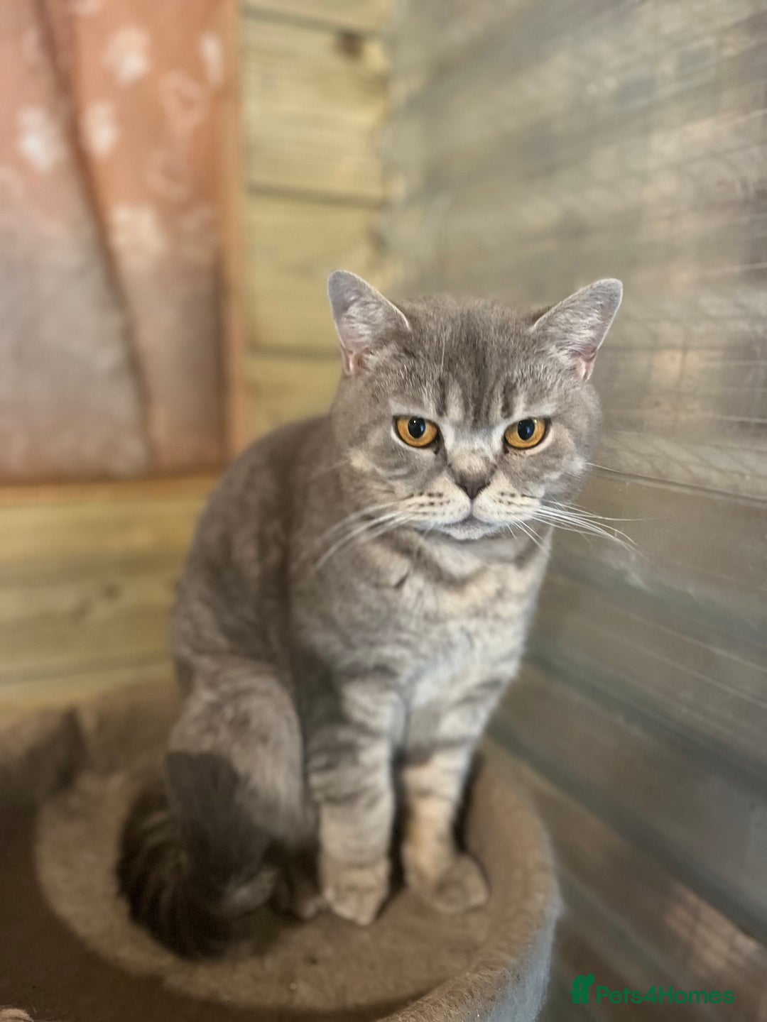 British Shorthair cats for sale: Adult female British Shorthair  - Image 3