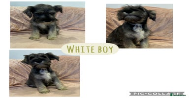 Miniature Schnauzer dogs DRASTICALLY REDUCED- Mini Schnauzer Puppies - Advert 16