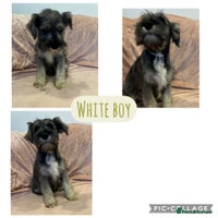 Miniature Schnauzer dogs DRASTICALLY REDUCED- Mini Schnauzer Puppies - Advert 6