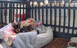 Chihuahua dogs for sale: Chihuahua girls 🩷🩷🩷 - Advert 16