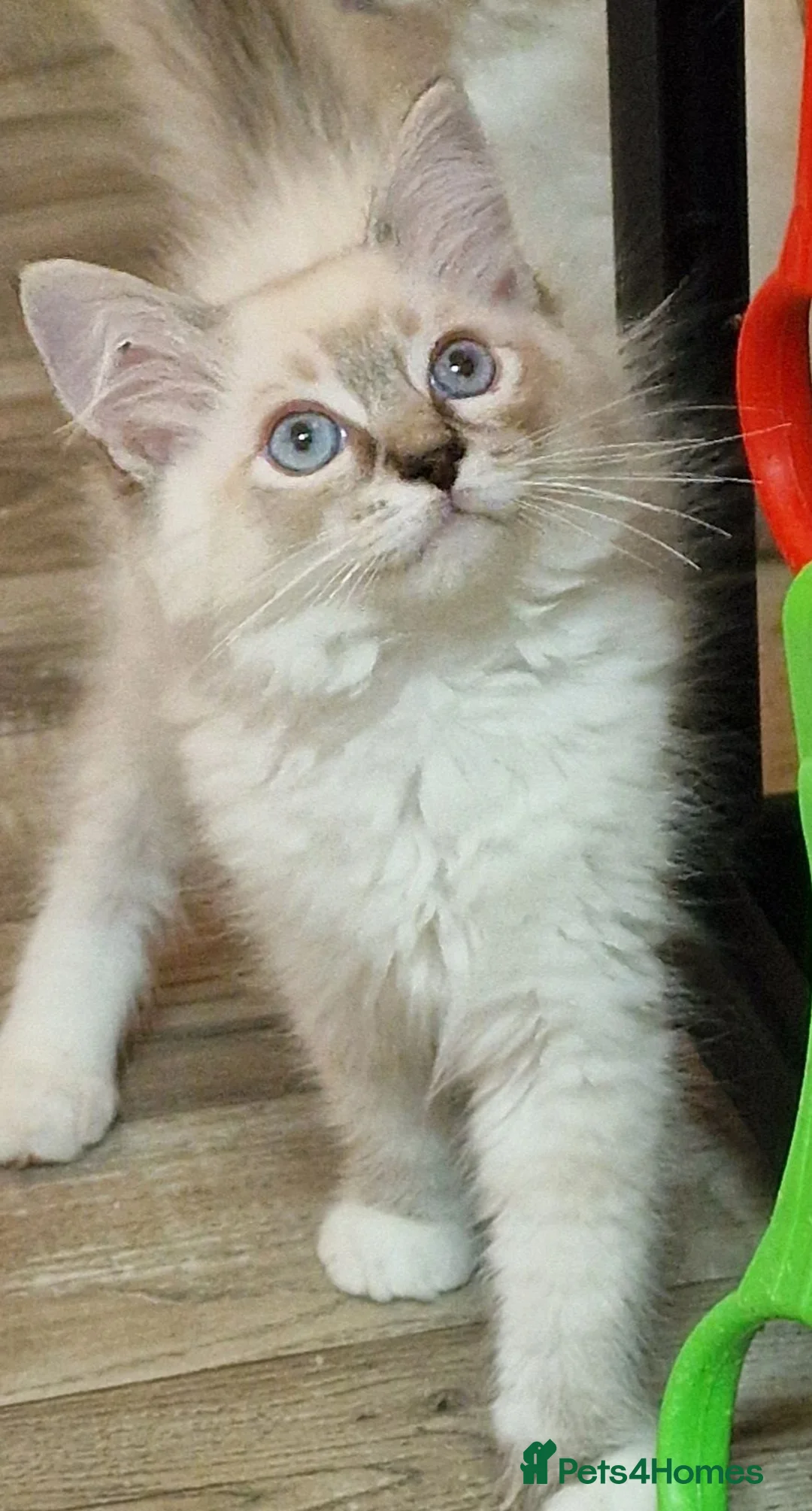 Perdoll cats for sale: Gorgeous litter gccf registered Ragdoll kittens  - Advert 11