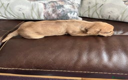 Mixed Breed dogs for sale: French wieners - Image 5