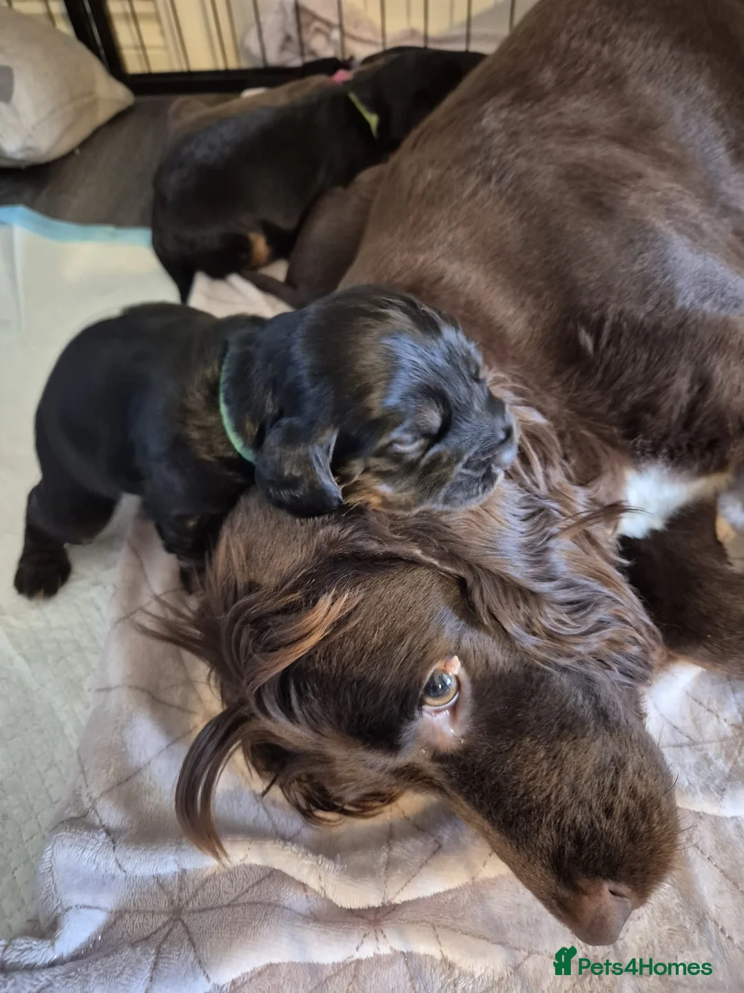 Sprocker dogs for sale: Exceptional home reared sprocker spaniel puppies.  - Advert 9
