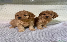 Cockapoo dogs for sale: Gorgeous Cockapoo Girls Ready now - Image 6
