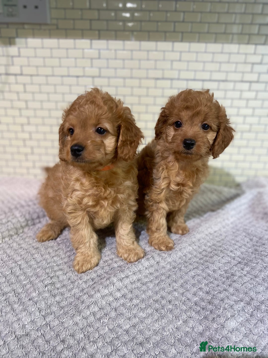 Cockapoo dogs for sale: Gorgeous Cockapoo Girls Ready now - Image 6
